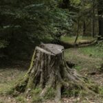 stump removal services