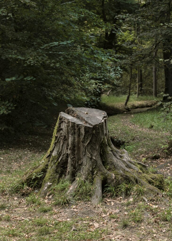 stump removal services